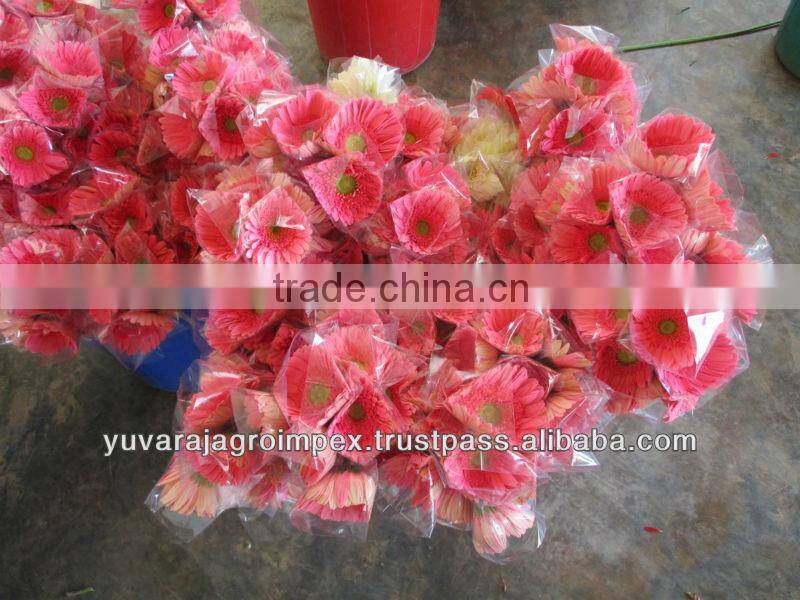 Orange Gerbera Flowers