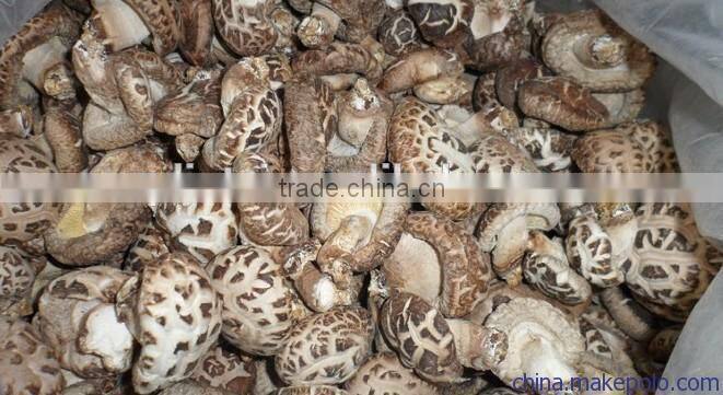 Good quality white flower shiitake mushroom