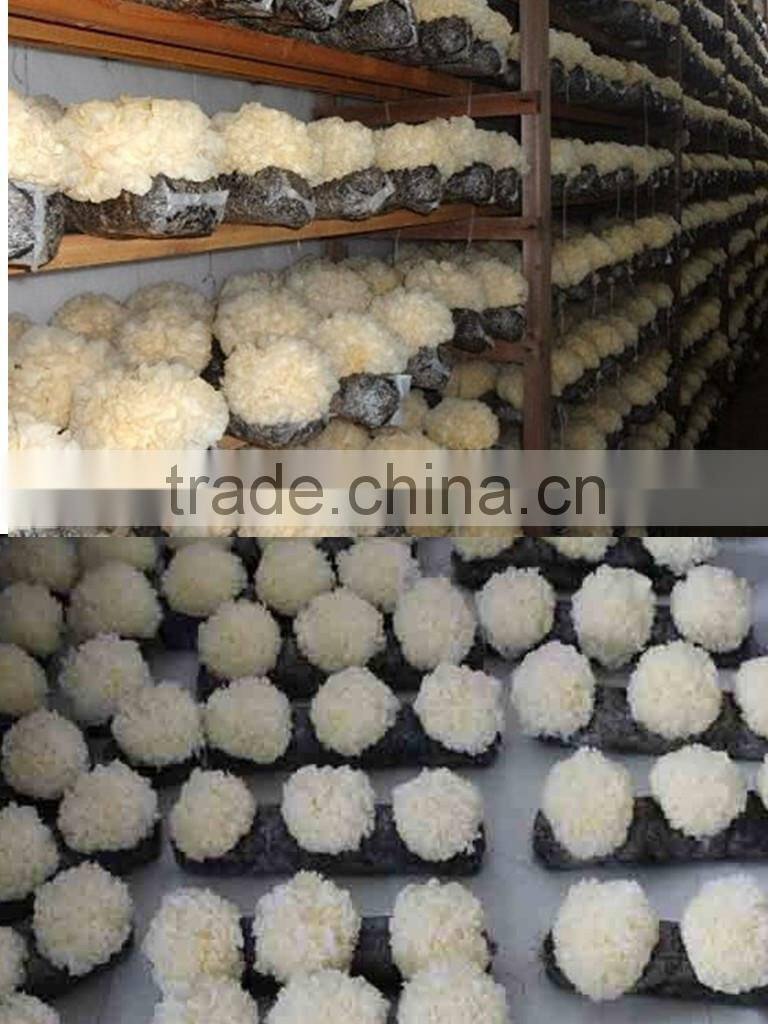Wholesale Cheap Price for White Fungus Snow Fungus