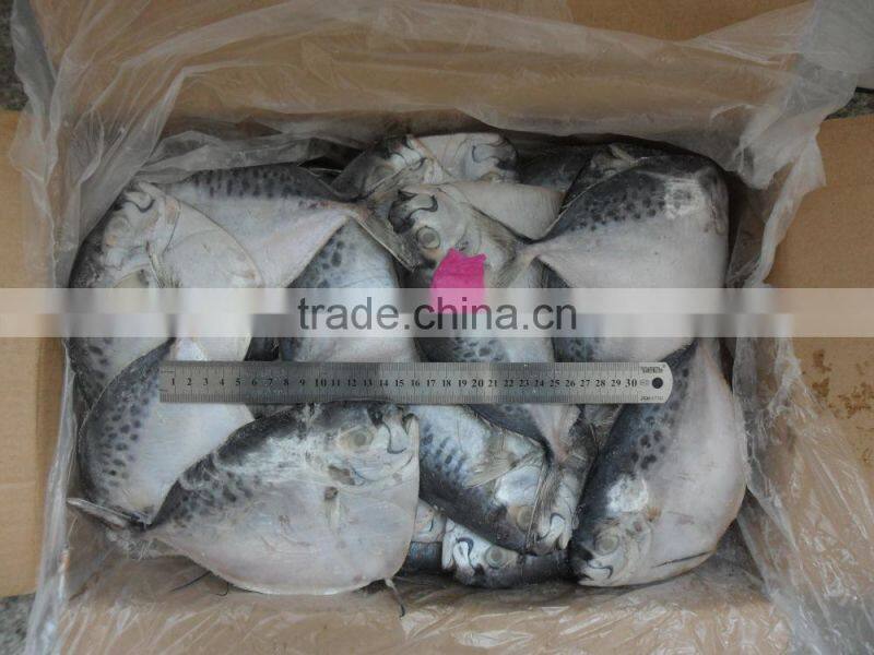 frozen moonfish 200-300g/pc BQF 7.5kgs/ctn