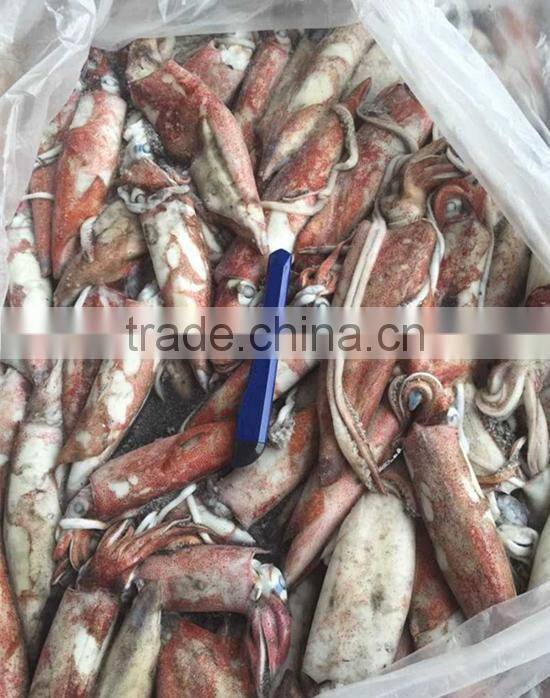 Seafood Fresh Frozen Loligo Squid season food