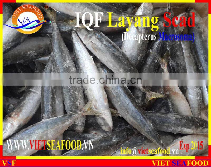 IQF LAYANG SCAD WHOLE ROUND