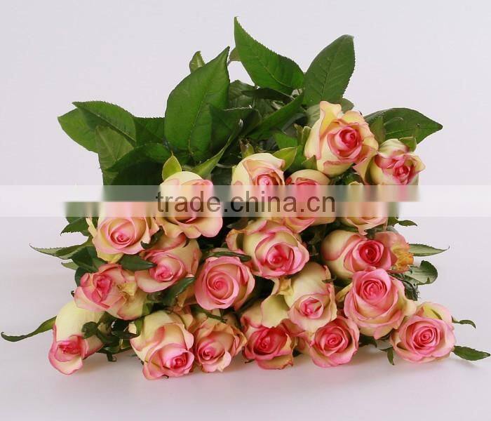 Cheap wholesale Natural Fresh Cut Rose Flower Sweet Pink 20Stems/Bundle Export Flower wholesale From China