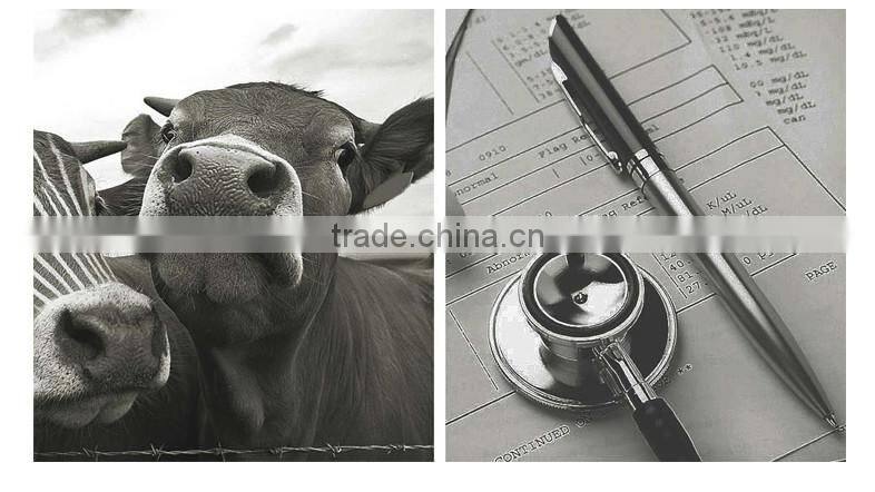 Vet/Pet Cohesive Bandages