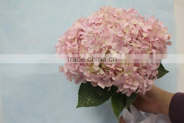 Fresh hotsell hydrangeas flower arrangements