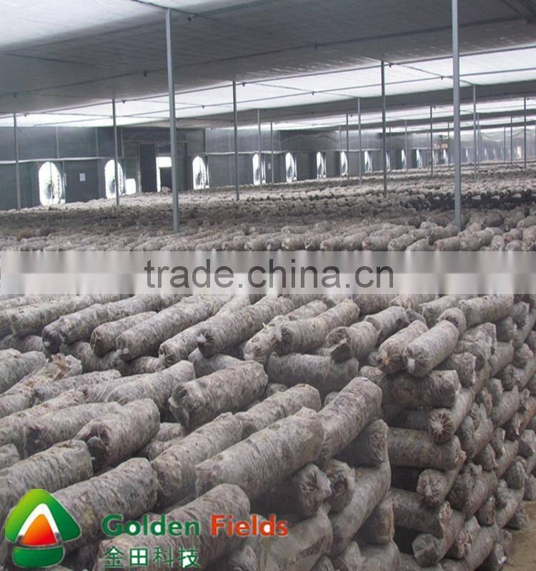 anti-cancer organic wholesale competitive shiitake mushroom export price