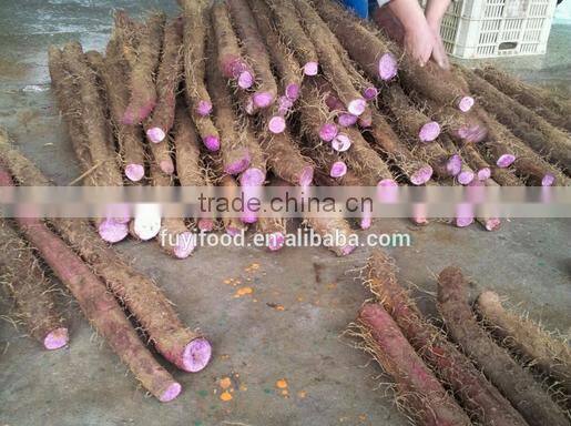 High quality organic Wild Yam with Diosgenin