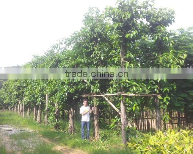 Ficus altissima