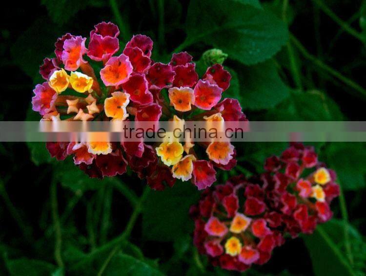 The shrub plant Lantana camara seedling