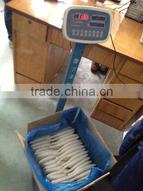 Frozen Squid Tube