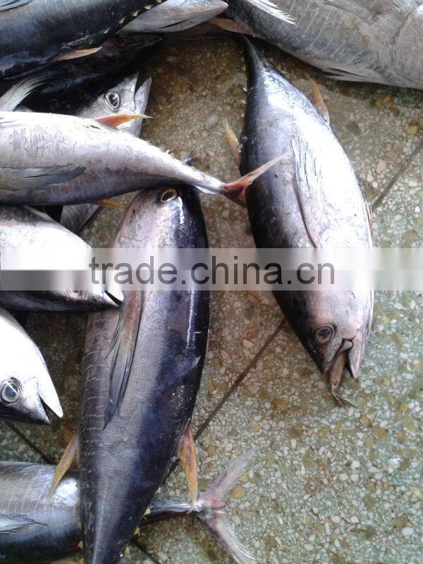 canned tuna price of yellowfin tuna