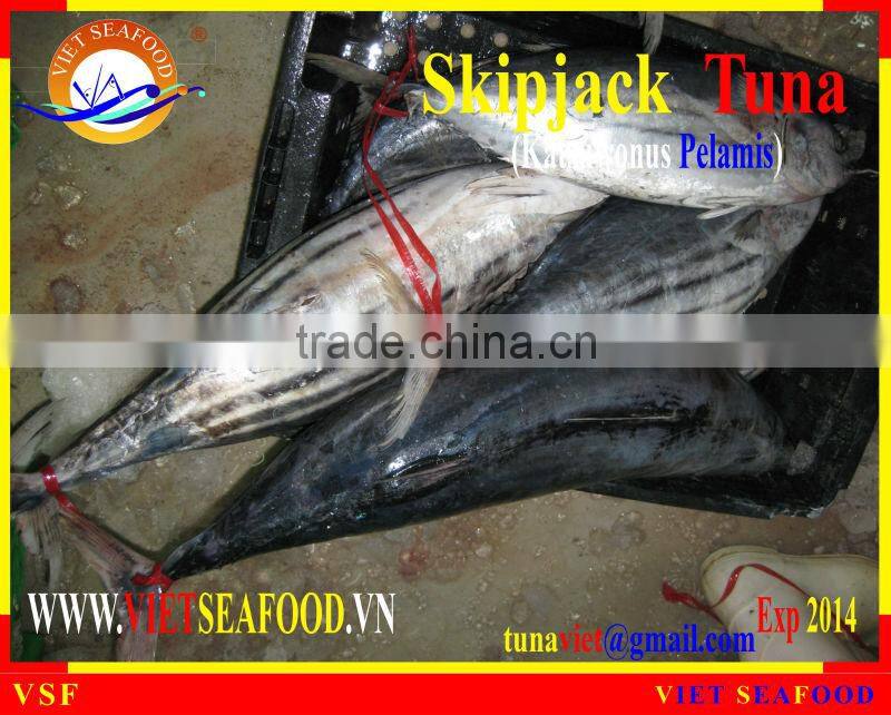 FROZEN SKIPJACK TUNA WHOLE ROUND