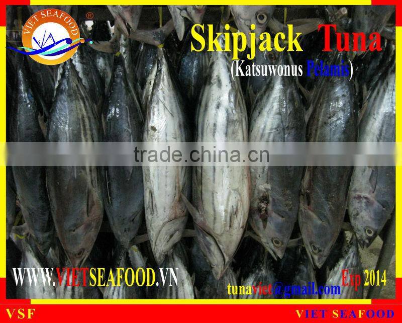 FROZEN SKIPJACK TUNA WHOLE ROUND