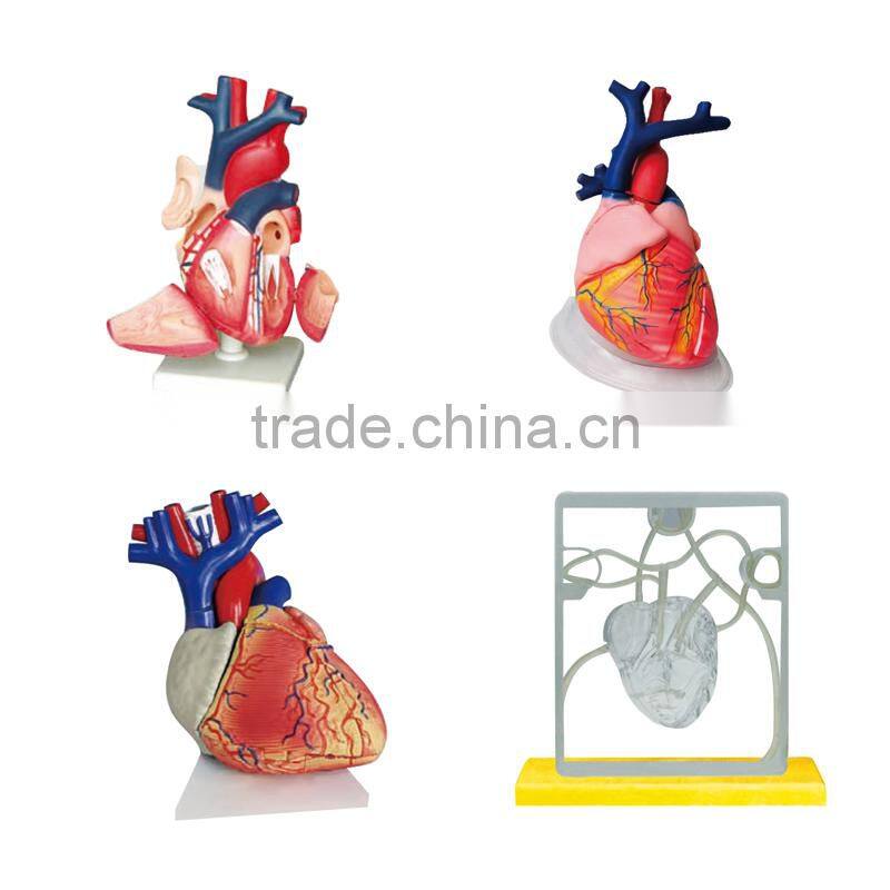 Student Anatomy Human Heart Model