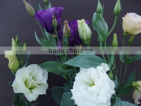 Fresh Cut Flower Eustoma Wedding Decorations Lisianthus With 0.8KG/Bunch Wholesale From Yunnan