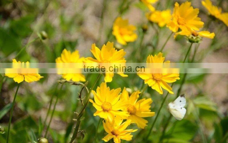 Coreopsis verticillata Linn. flower seeds,herb seeds,vegetalbe seed,fruit seed,grass seed