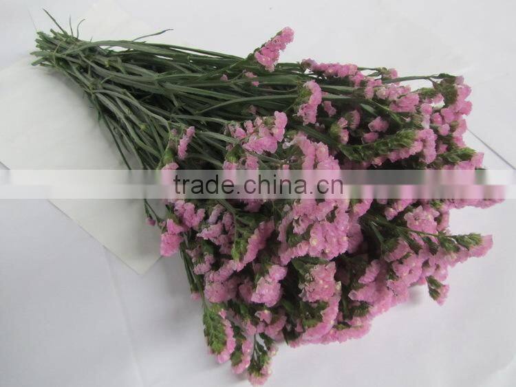 Wide varieties hotsell myosotis cut flower on selling