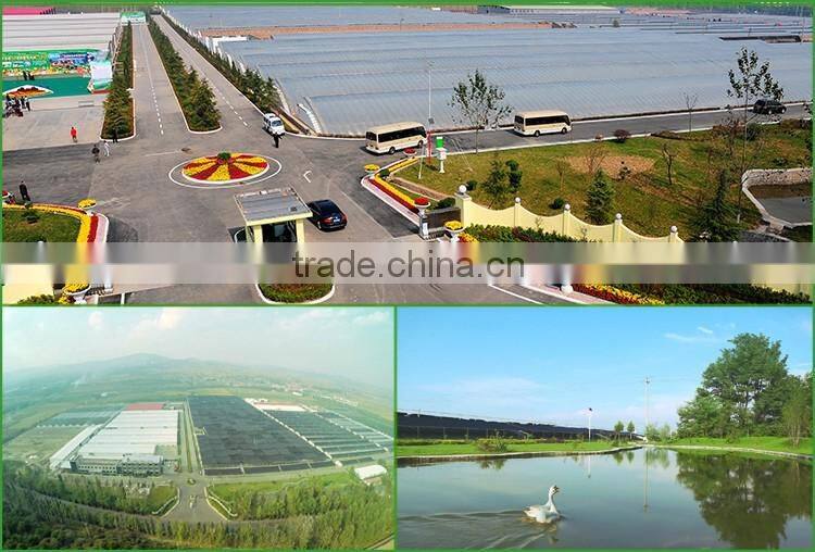 Black Chinese Mushrooms,Shitake Mushrooms Health Benefits,Growing Shitake Mushrooms