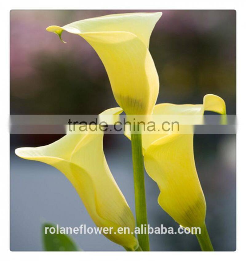 indevidually wrapped export yellow bright color fresh cut calla flower for decoration