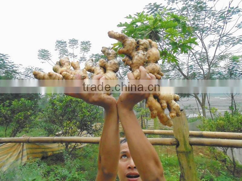 VIETNAM GINGER