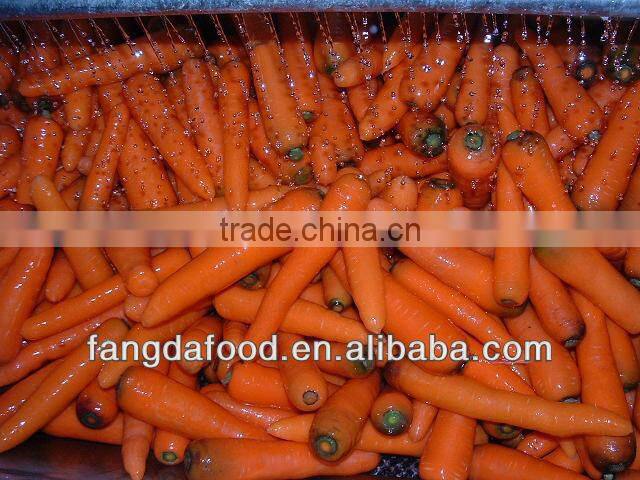 Fresh Carrot L Size