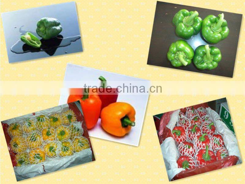 2013 NEW CROP FRESH BELL PEPPER