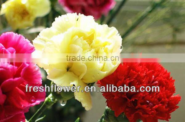 fresh cut carnation flower