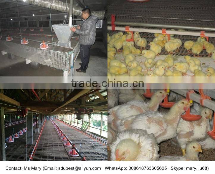 Automatic chicken feeding equipment for broilers
