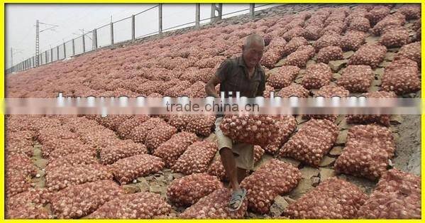Widely welcomed peanut/potato/garlic/sweet potato harvesting machine(SMS:0086-15837162163)