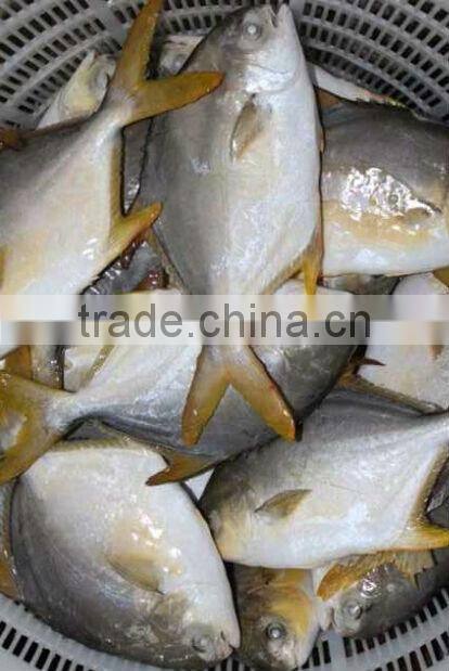 fishing net delicious frozen golden pomfret