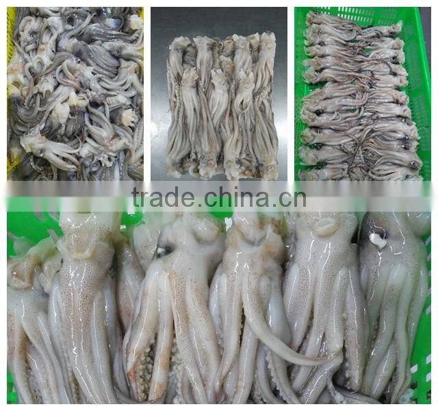 Frozen illex squid tentacle and squid head BQF