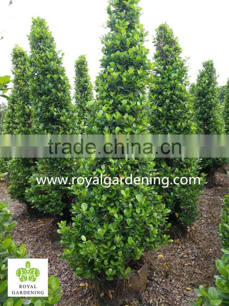 Ficus panda christmas tree ( cone shape)