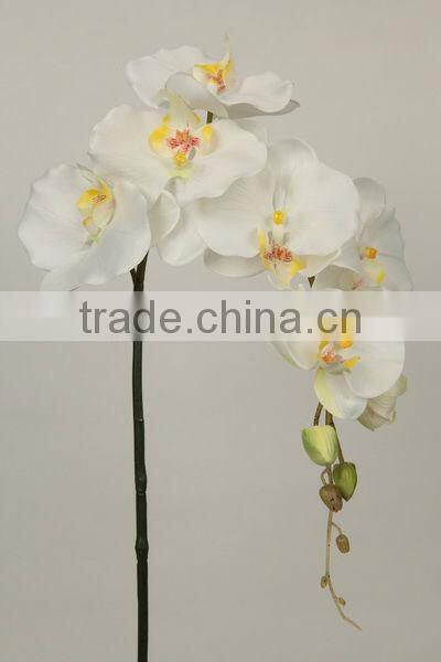 orchid butterfly cymbidium flower 27537