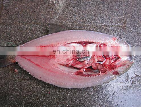 electric fish killing machine high speed fish killing machine stainless steel fish killing machine