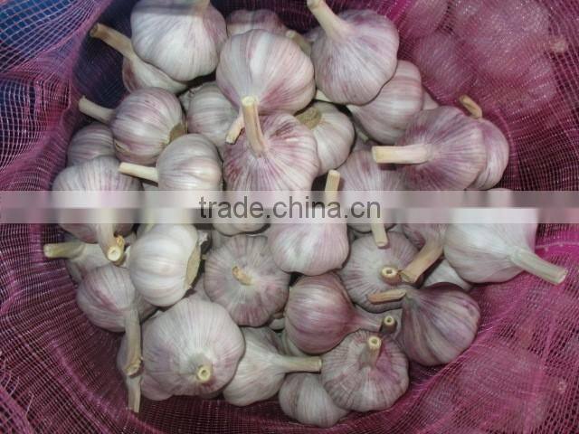 Jinxiang Garlic Normal White Fresh Garlic New Crop