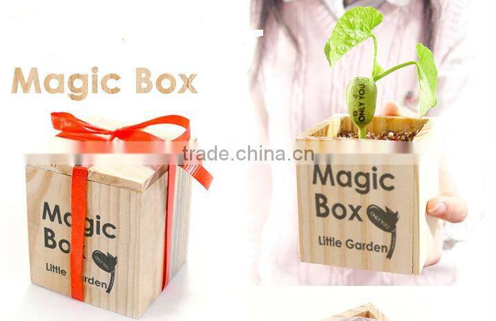 mini green plants magic bean with words in promotions