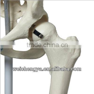 Biological Science Human Model Standard 85cm Skeleton on Pelvic Mounted Base