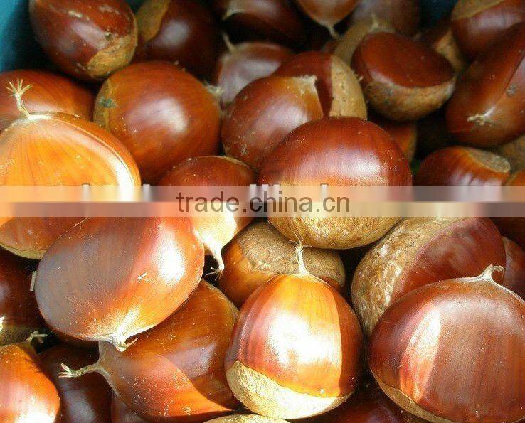 high quality 5kg gunny bag fresh chinese chestnut for Jordan