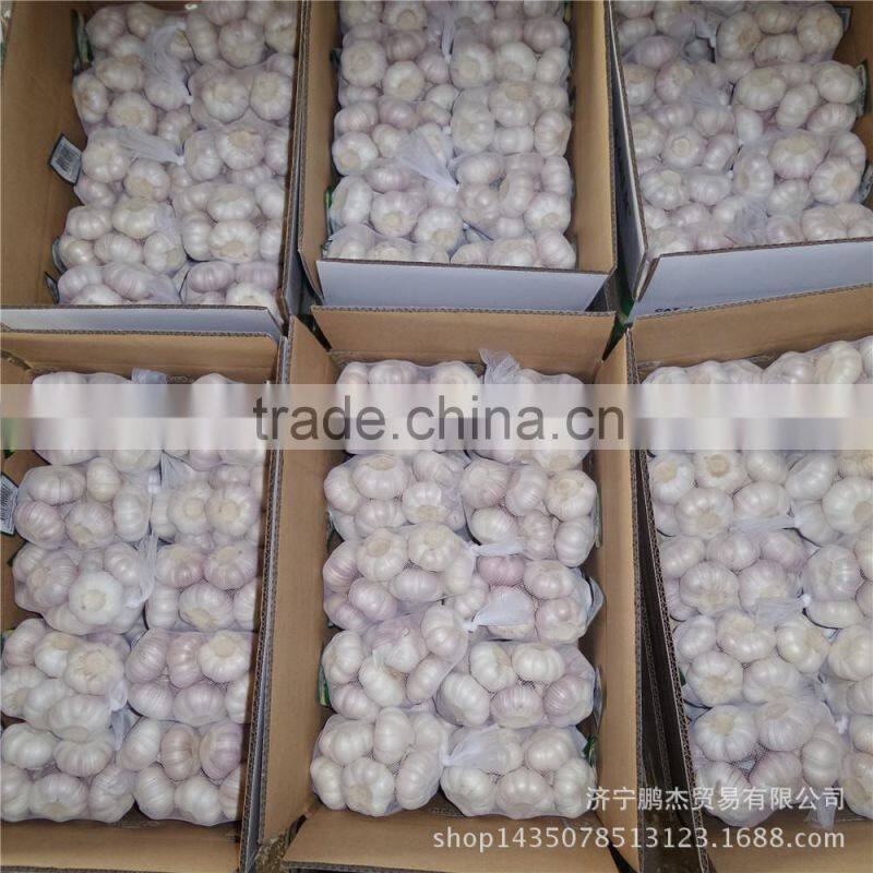 cheap chinese garlic