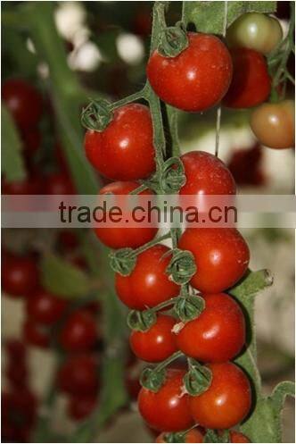 Hybrid High Density Fruits Setting Round Red Cherry Tomato Seeds For Growing-Wonderful