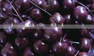 Canned Black MARASCHINO Cherry With Stem