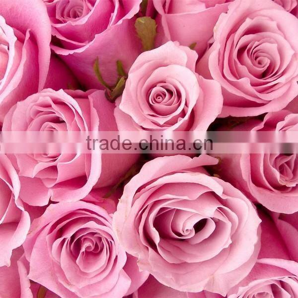 factory supply long stem fresh cut rose fresh cut flower