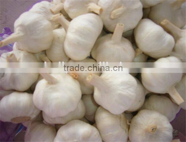 Hot sale garlic breaking machine 0086-15037185761