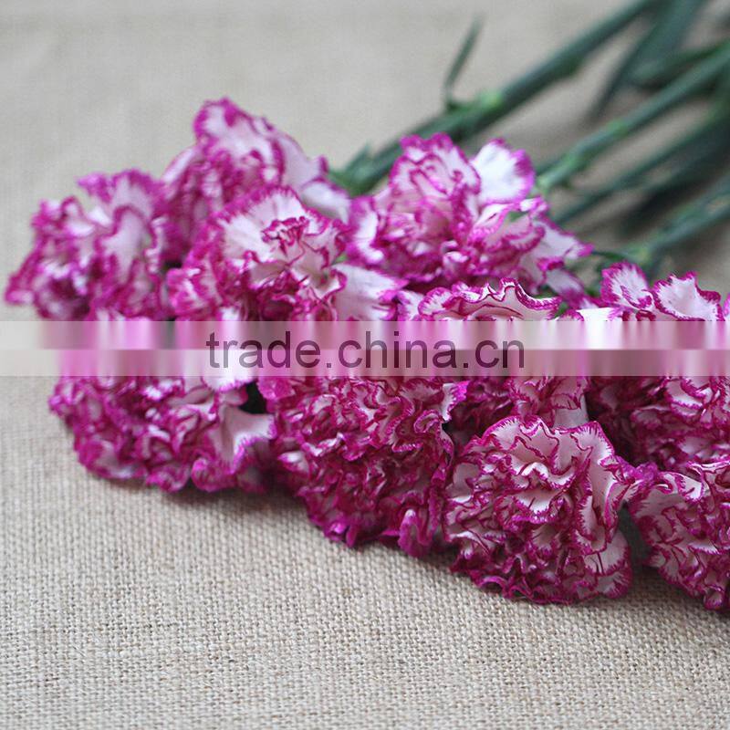 Wholesale fresh carnation cut flower prices