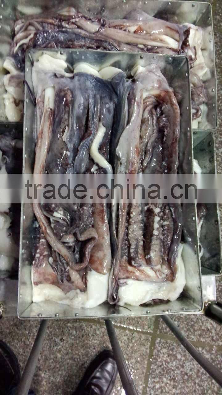 Giant squid tentacle