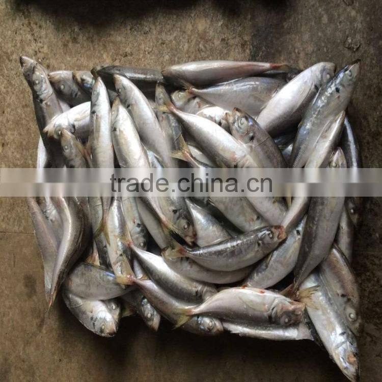 Frozen mackerel blue scad frozen blue mackerel for wholesale
