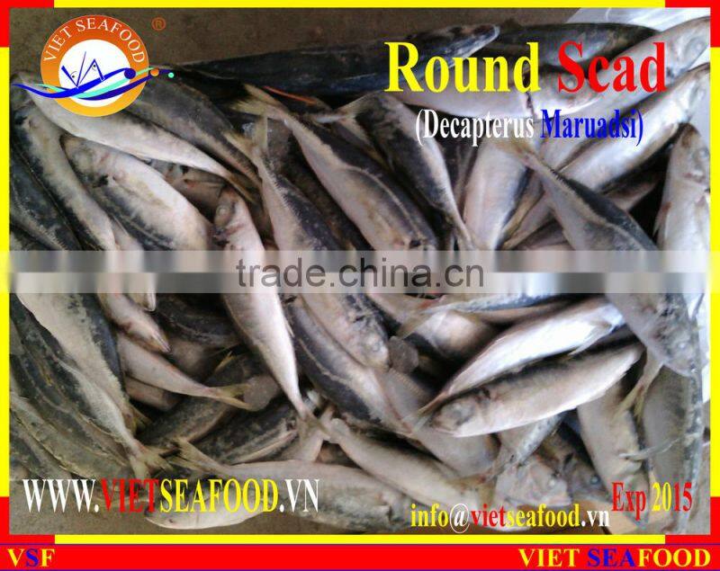 FROZEN MARUADSI WHOLE ROUND (ROUND SCAD)
