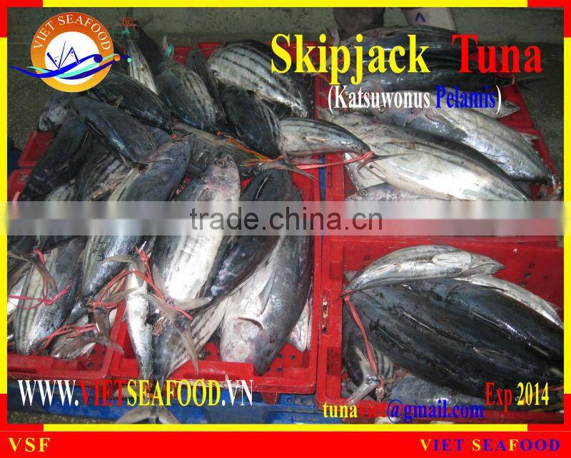 FROZEN W/R SKIPJACK TUNA