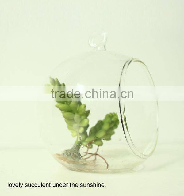 New art succulents mini succulent glass pot succulent