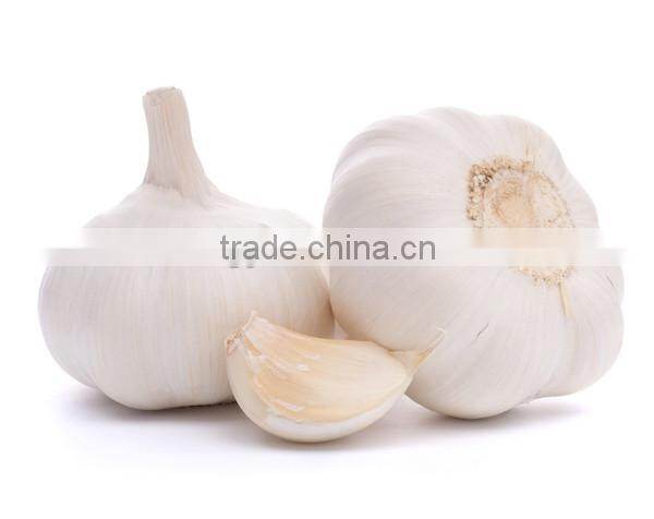 The Best Vegetable Product from China Fresh Garlic